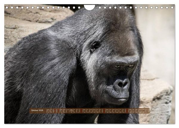 Produktbild: Affen - Individuen mit Charakter und Seele (Wandkalender 2026 DIN A4 quer), CALVENDO Monatskalender