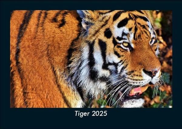Produktbild: Tiger 2025 Fotokalender DIN A5