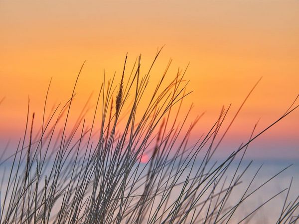 Produktbild: CALVENDO Puzzle D&uuml;nengras im Sonnenuntergang | 1000 Teile Lege-Gr&ouml;&szlig;e 64x48cm Foto-Puzzle f&uuml;r gl&uuml;ckliche Stunden