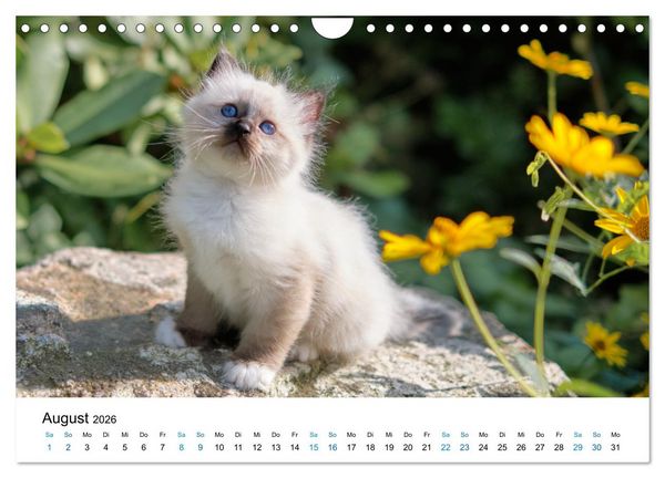 Produktbild: Heilige Birma Kitten - ein Traum auf wei&szlig;en Pf&ouml;tchen (Wandkalender 2026 DIN A4 quer), CALVENDO Monatskalender