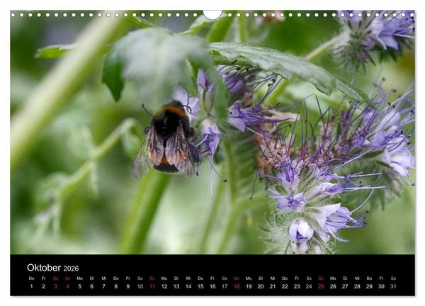 Produktbild: Hummelflug (Wandkalender 2026 DIN A3 quer), CALVENDO Monatskalender