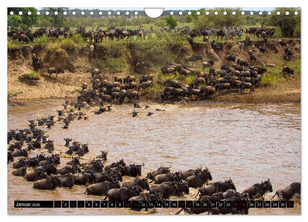 Produktbild: Tansania - Tierwanderung in der Serengeti (Wandkalender 2026 DIN A4 quer), CALVENDO Monatskalender