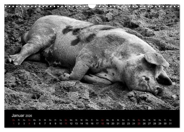 Produktbild: Das Leben der Schweine (Wandkalender 2026 DIN A3 quer), CALVENDO Monatskalender