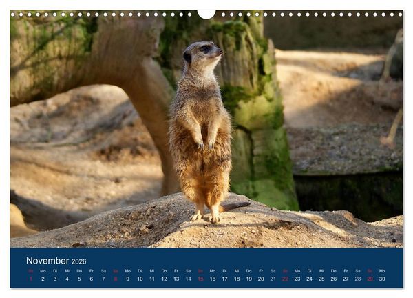Produktbild: Erdm&auml;nnchen - Zusammen sind wir stark (Wandkalender 2026 DIN A3 quer), CALVENDO Monatskalender
