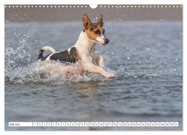 Produktbild: Jack Russell - Klein, aber oho! (Wandkalender 2026 DIN A3 quer), CALVENDO Monatskalender