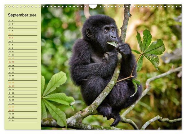 Produktbild: Ugandas wilde Menschenaffen (Wandkalender 2026 DIN A3 quer), CALVENDO Monatskalender