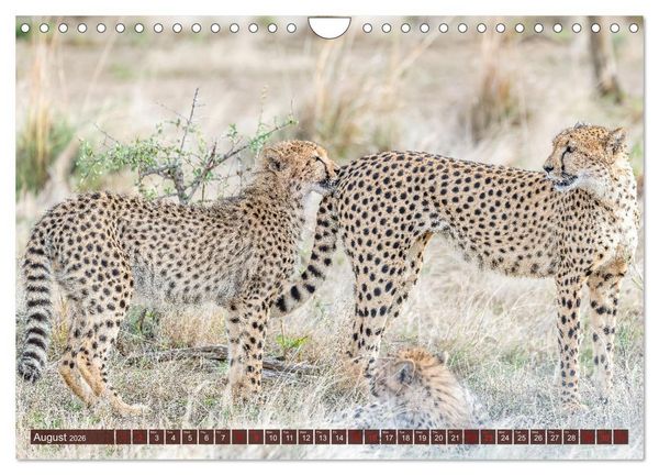 Produktbild: Amazing Cheetahs (Wall Calendar 2026 DIN A4 landscape), CALVENDO 12 Month Wall Calendar
