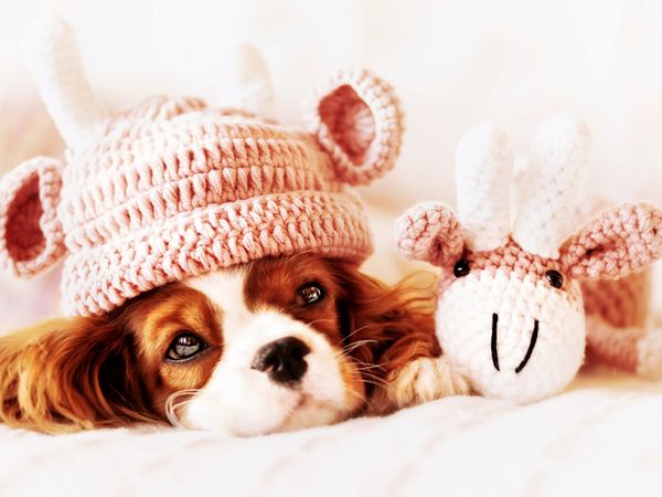 Produktbild: CALVENDO Puzzle Kuschelzeit 1000 Teile Lege-Gr&ouml;&szlig;e 64 x 48 cm Foto-Puzzle Bild von Janina B&uuml;rger