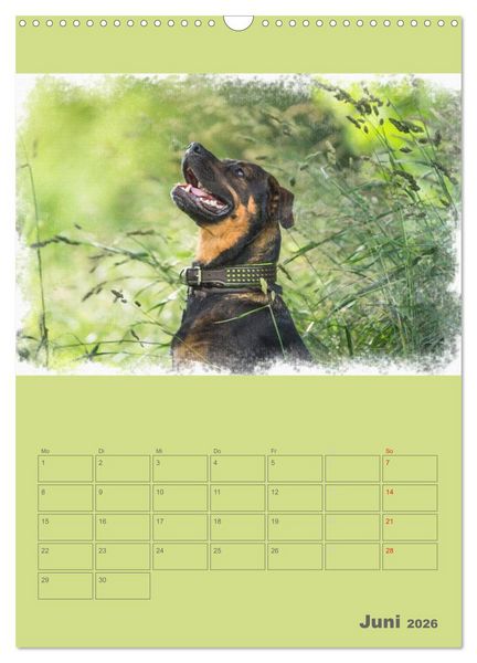 Produktbild: Hunde in Aquarell - Jahresplaner (Wandkalender 2026 DIN A3 hoch), CALVENDO Monatskalender
