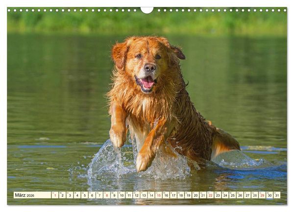 Produktbild: Golden Retriever - Freunde auf 4 Pfoten (Wandkalender 2026 DIN A3 quer), CALVENDO Monatskalender