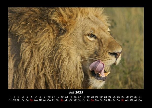 Produktbild: L&ouml;wen in der Wildnis 2025 Fotokalender DIN A3