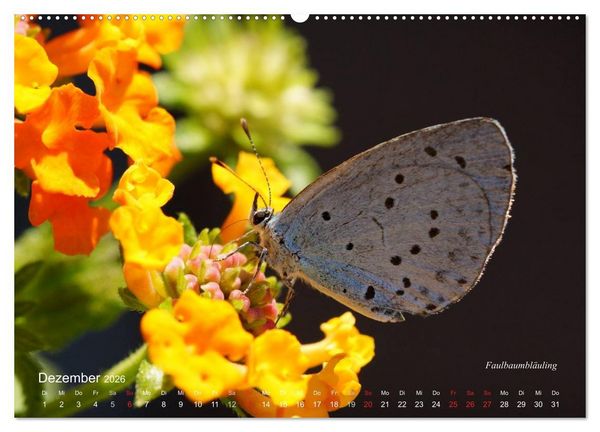 Produktbild: Gro&szlig;e und kleine Schmetterlinge (Wandkalender 2026 DIN A2 quer), CALVENDO Monatskalender