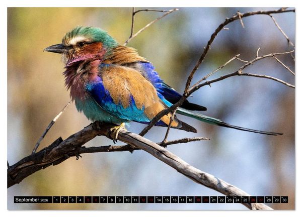 Produktbild: Komm mit auf Safari! Botswana und S&uuml;dafrika (Wandkalender 2026 DIN A3 quer), CALVENDO Monatskalender