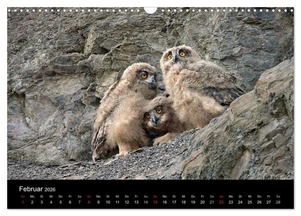 Produktbild: Uhu - K&ouml;nig der Nacht (Wandkalender 2026 DIN A3 quer), CALVENDO Monatskalender