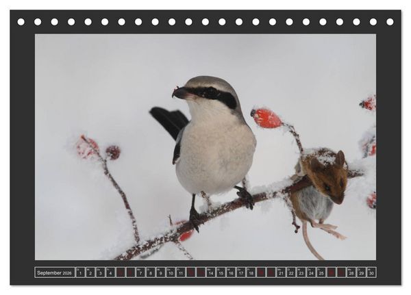 Produktbild: Winterzauber - Tiere in Eis und Schnee (Tischkalender 2026 DIN A5 quer), CALVENDO Monatskalender