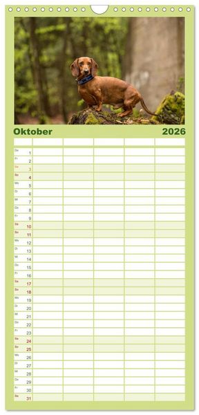 Produktbild: Familienplaner 2026 - DACKEL DACHSHUND TECKEL 2026 mit 5 Spalten (Wandkalender, 21 x 45 cm) CALVENDO