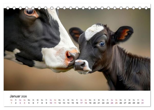 Produktbild: Holsteiner Sch&ouml;nheiten (Tischkalender 2026 DIN A5 quer), CALVENDO Monatskalender