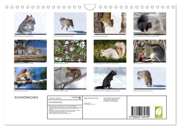 Produktbild: EICHH&Ouml;RNCHEN (Wandkalender 2026 DIN A4 quer), CALVENDO Monatskalender