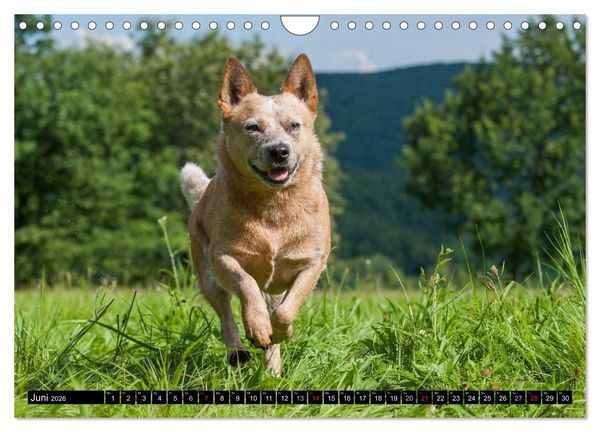 Produktbild: Power auf 4 Pfoten. Australian Cattle Dog (Wandkalender 2026 DIN A4 quer), CALVENDO Monatskalender