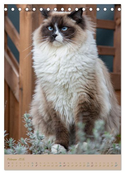 Produktbild: Pl&uuml;schige Katzen im Garten (Tischkalender 2026 DIN A5 hoch), CALVENDO Monatskalender
