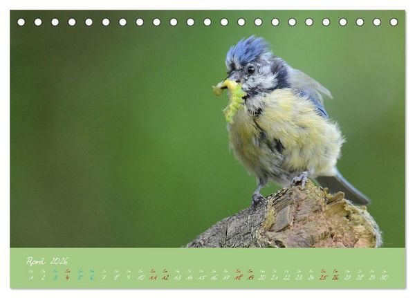 Produktbild: Die Blaumeise, Gast in unserem Garten (Tischkalender 2026 DIN A5 quer), CALVENDO Monatskalender
