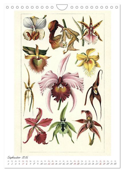 Produktbild: Formenspiele der Evolution. Chromolithographien des 19. Jahrhunderts (Wandkalender 2026 DIN A4 hoch), CALVENDO Monatskalender