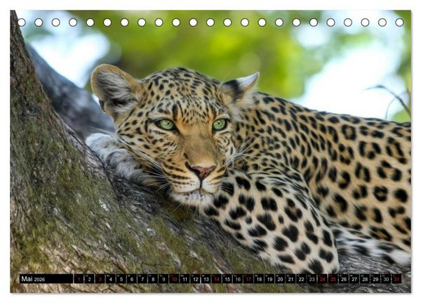 Produktbild: Die Lautlosen. Geparden und Leoparden (Tischkalender 2026 DIN A5 quer), CALVENDO Monatskalender