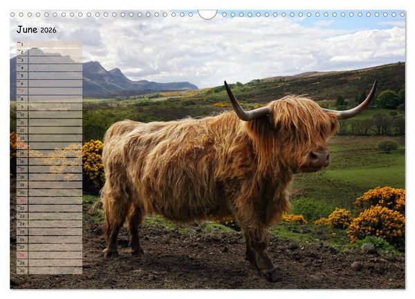 Produktbild: Highland Cattle - Native Breed of Scotland (Wall Calendar 2026 DIN A3 landscape), CALVENDO 12 Month Wall Calendar