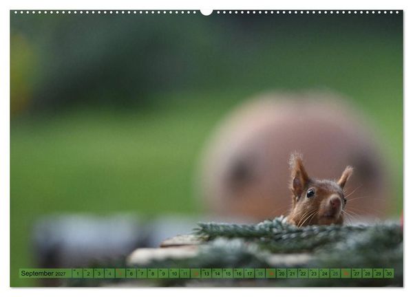 Produktbild: Eichh&ouml;rnchen-Spa&szlig; (hochwertiger Premium Wandkalender 2027 DIN A2 quer), Kunstdruck in Hochglanz