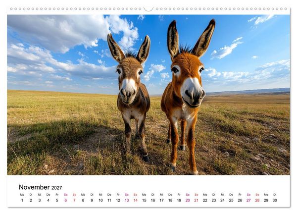 Produktbild: Esel - neugierige Typen (hochwertiger Premium Wandkalender 2027 DIN A2 quer), Kunstdruck in Hochglanz