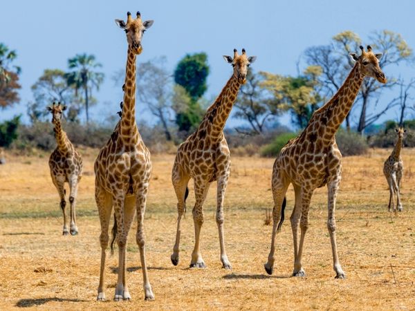 Produktbild: CALVENDO Puzzle Giraffen im Moremi Game Reserve | 1000 Teile Lege-Gr&ouml;&szlig;e 64x48cm Foto-Puzzle f&uuml;r gl&uuml;ckliche Stunden