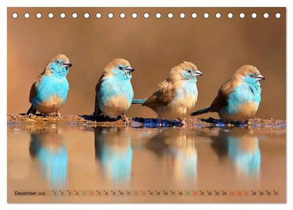 Produktbild: V&ouml;gel in Afrika - Magie der Farben (Tischkalender 2026 DIN A5 quer), CALVENDO Monatskalender