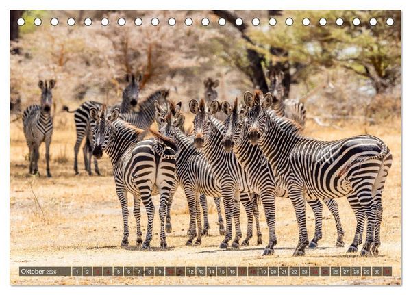 Produktbild: Safari in Tansania (Tischkalender 2026 DIN A5 quer), CALVENDO Monatskalender