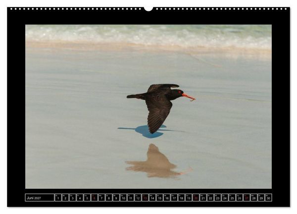Produktbild: V&ouml;gel von "Down Under" Australien (hochwertiger Premium Wandkalender 2027 DIN A2 quer), Kunstdruck in Hochglanz