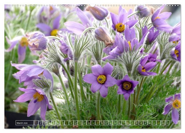 Produktbild: Blooming beauties (Wall Calendar 2026 DIN A2 landscape), CALVENDO 12 Month Wall Calendar