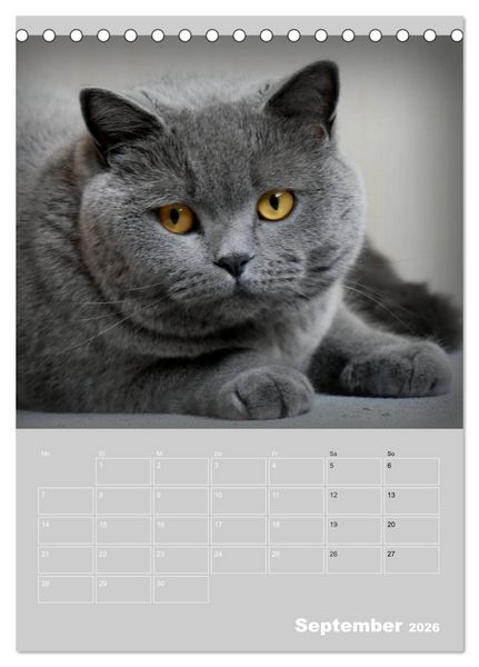 Produktbild: Graue Engel - Britischkurzhaar-Katzen (Tischkalender 2026 DIN A5 hoch), CALVENDO Monatskalender