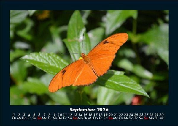 Produktbild: Bunte Pracht der Schmetterlinge 2026 Fotokalender DIN A5