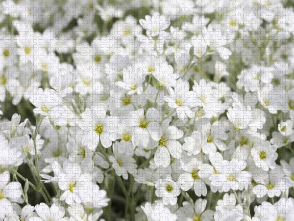 Produktbild: CALVENDO Puzzle Filziges Hornkraut | 1000 Teile Lege-Gr&ouml;&szlig;e 64x48cm Foto-Puzzle f&uuml;r gl&uuml;ckliche Stunden