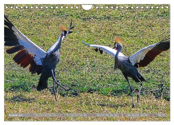 Produktbild: Unbekanntes Paradies Sambia (Wandkalender 2027 DIN A4 quer), CALVENDO Monatskalender