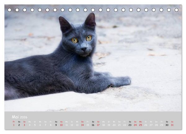 Produktbild: Katzen des S&uuml;dens (Tischkalender 2026 DIN A5 quer), CALVENDO Monatskalender