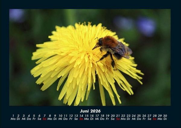 Produktbild: Bienen 2026 Fotokalender DIN A4