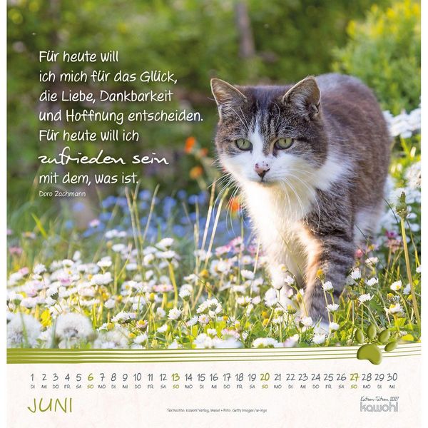 Produktbild: Katzen-Tatzen 2027