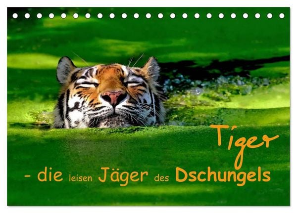 Produktbild: Tiger - die leisen J&auml;ger des Dschungels (Tischkalender 2026 DIN A5 quer), CALVENDO Monatskalender