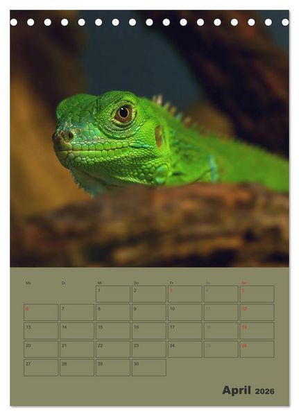 Produktbild: Minidrachen - Die kleinen Nachkommen der Urzeitmonster (Tischkalender 2026 DIN A5 hoch), CALVENDO Monatskalender