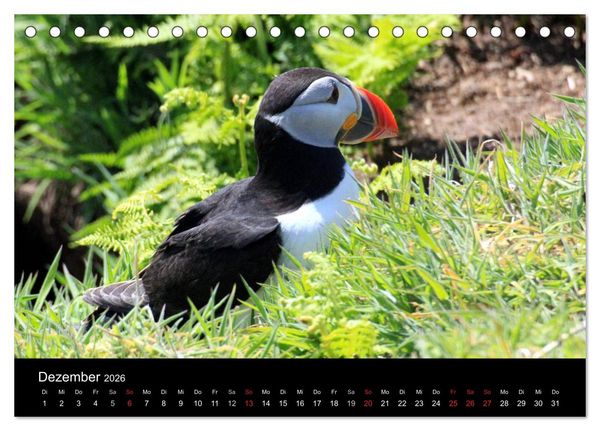 Produktbild: Puffins, Papageitauchern ganz nah (Tischkalender 2026 DIN A5 quer), CALVENDO Monatskalender