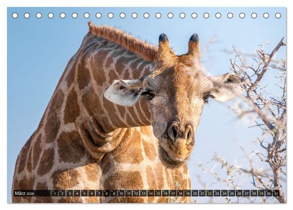 Produktbild: Zwischen Namib und Kalahari (Tischkalender 2026 DIN A5 quer), CALVENDO Monatskalender