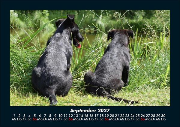 Produktbild: Tierkalender 2027 Fotokalender DIN A5
