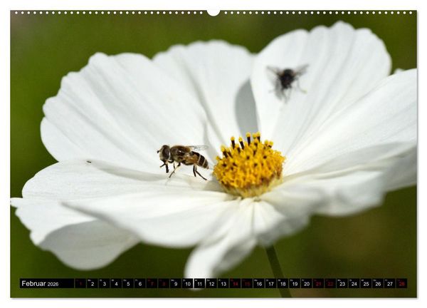 Produktbild: Insekten-Sommer (hochwertiger Premium Wandkalender 2026 DIN A2 quer), Kunstdruck in Hochglanz