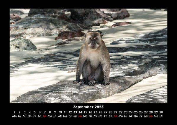 Produktbild: Affen 2025 Fotokalender DIN A3