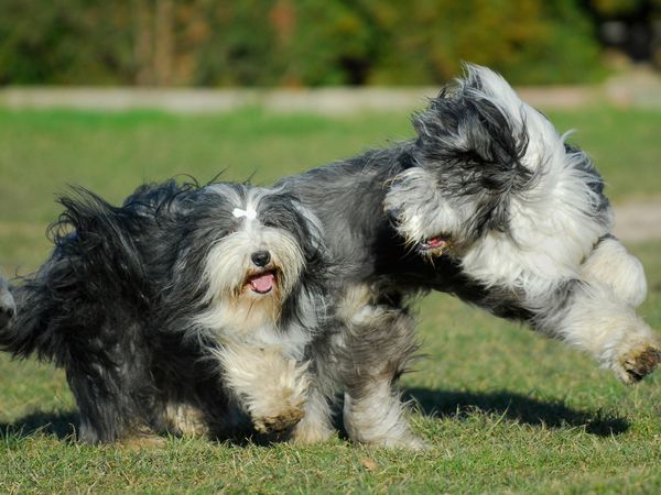 Produktbild: CALVENDO Puzzle Bearded Collies beim Spiel | 1000 Teile Lege-Gr&ouml;&szlig;e 64x48cm Foto-Puzzle f&uuml;r gl&uuml;ckliche Stunden